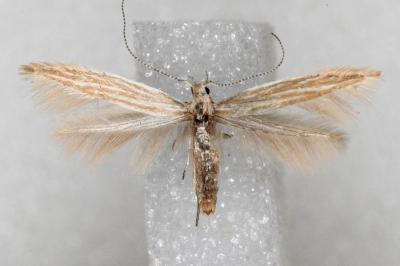 Coleophora ramosella