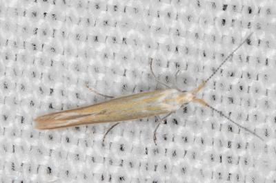 Coleophora congeriella