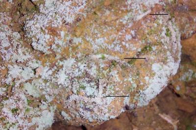 Infurcitinea argentimaculella