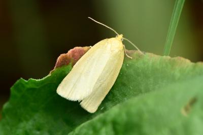 Zelotherses unitana