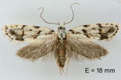 Symmoca signatella