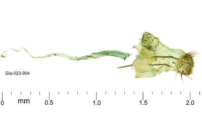 Coleophora calycotomella