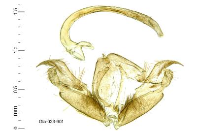 Stenoptilia pterodactyla