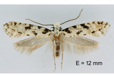 Nemapogon nevadellus