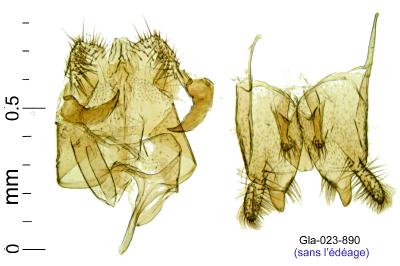 Nemapogon nevadellus