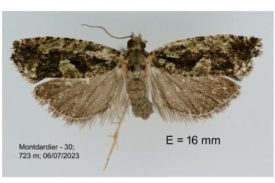 Zeiraphera isertana