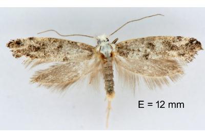 Paraswammerdamia albicapitella