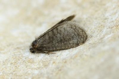 Proutia comitella