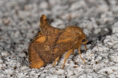 Apoda limacodes