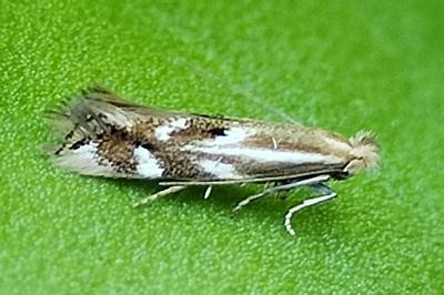 Bucculatrigidae