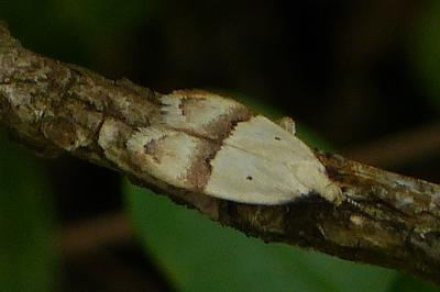 Odites kollarella