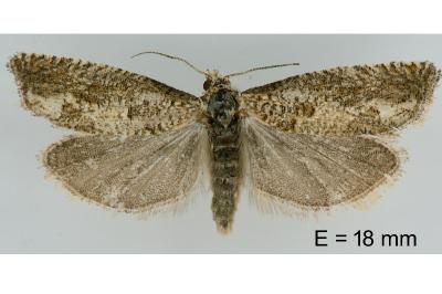 Pelochrista caecimaculana