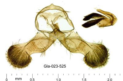 Dichrorampha distinctana
