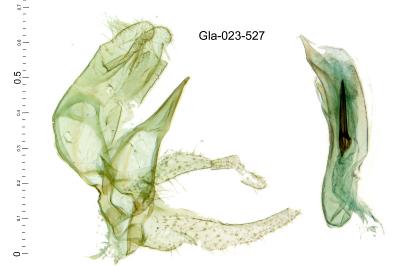 Gynnidomorpha rubricana