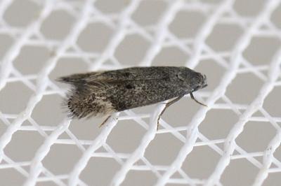 Elachista serricornis