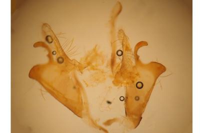 Coleophora trochilella