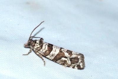 Lobesia quaggana