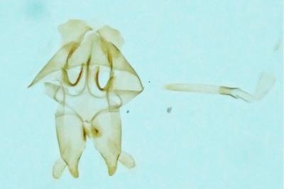 Nemapogon clematellus