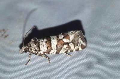 Lobesia quaggana