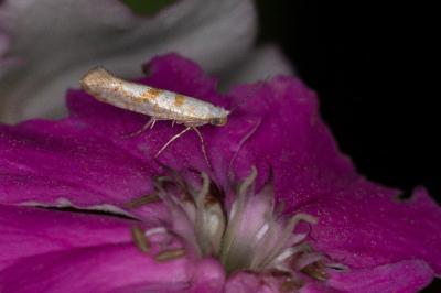 Argyresthia submontana