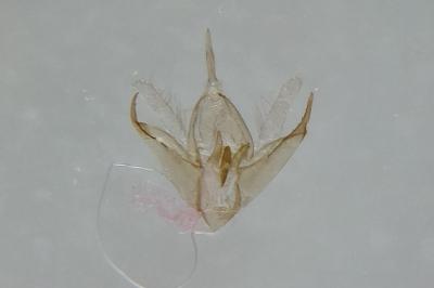 Mompha locupletella