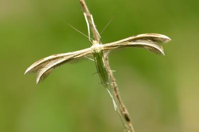 Merrifieldia baliodactyla