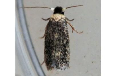 Zimmermannia atrifrontella