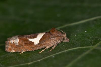 Epiblema foenella