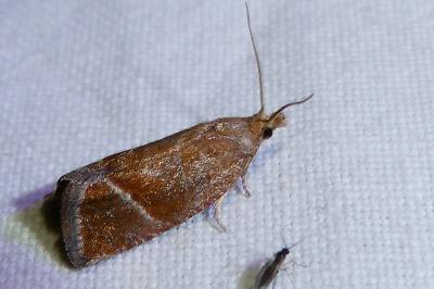 Thiodia torridana