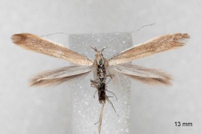 Coleophora niveicostella