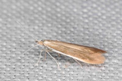 Coleophora niveicostella