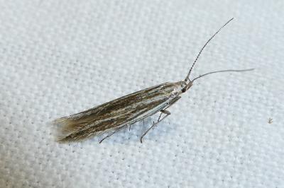 Coleophora nubivagella