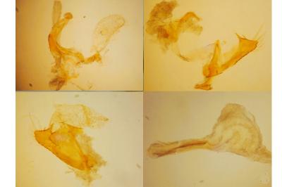 Coleophora unipunctella