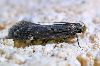Aroga velocella
