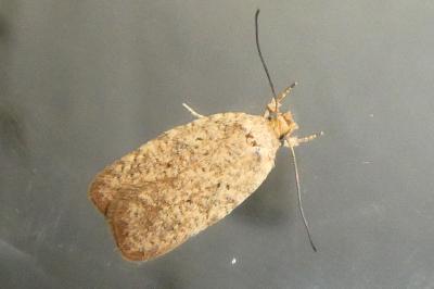 Agonopterix carduella