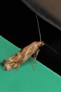 Epermenia falciformis