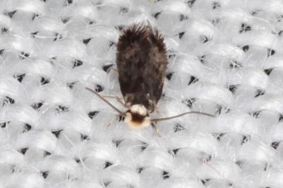 Stigmella basiguttella