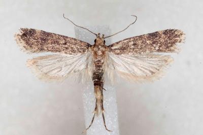 Pexicopia malvella