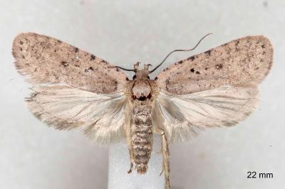 Agonopterix olusatri