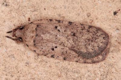 Agonopterix olusatri