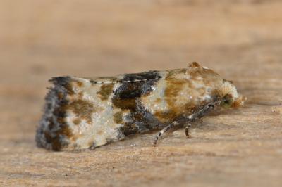Eupoecilia angustana