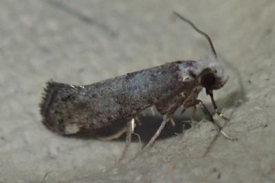 Swammerdamia compunctella