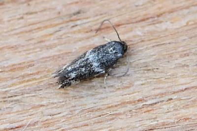 Elachista consortella
