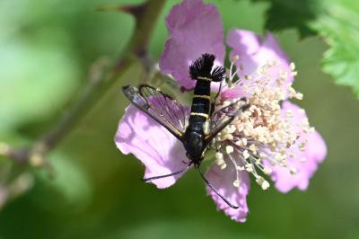 Synanthedon spuleri