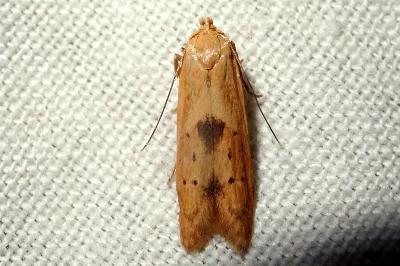 Blastobasis lacticolella
