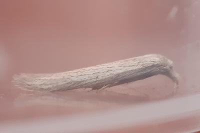 Pterolonche douxi