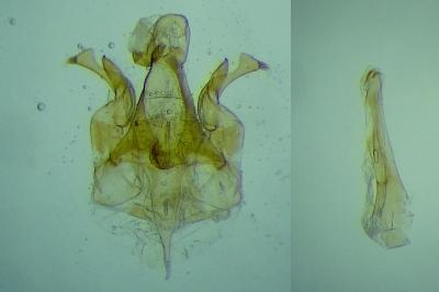 Caryocolum blandelloides