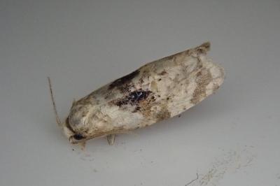 Phalonidia udana