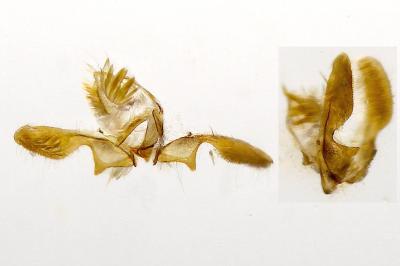Ancylis achatana