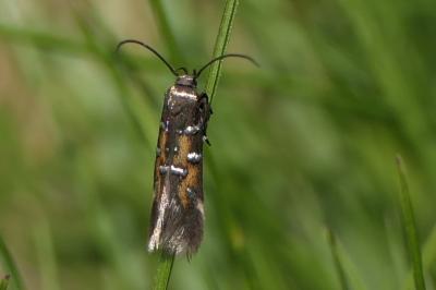 Pancalia schwarzella